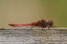 43b: Gemeine Heidelibelle (Männchen)