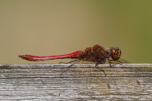 43b: Gemeine Heidelibelle (Männchen)