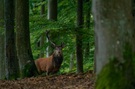 Der Alte