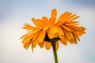 Ringelblume