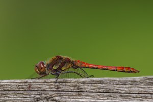 44b: Große Heidelibelle (Männchenj