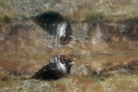 ~ Ebbe im Atlantik ~