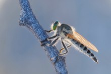 ein nordnamibischer kleiner Räuber mit grünen Augen