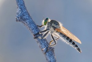 ein nordnamibischer kleiner Räuber mit grünen Augen
