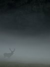 Hirsche im Nebel
