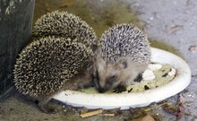 ... es sind drei ... neee ... vier !!!!