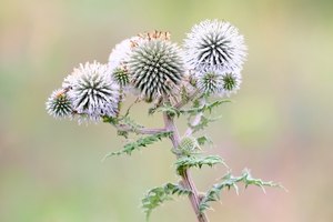 Klette mit Bienenwolf