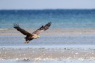 Seeadler