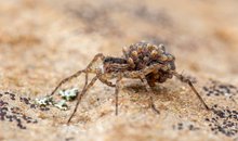 -Arachnophobia-