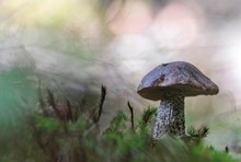Die Pilzsaison ist eröffnet....