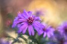 Herbstzeit (Altglas)