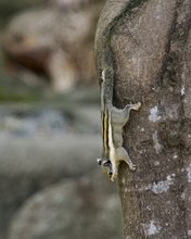 Himalaya-Streifenhörnchen