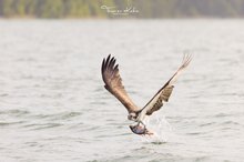 Fischadler beim Zugriff