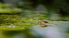 Wasserläufer
