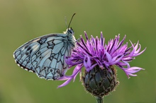 Schachbrettfalter auf Flockenblume