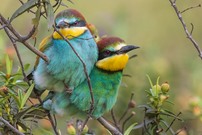 Bienenfresser juvenil — (Merops apiaster)