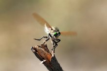 Kleiner Räuber beim Abflug