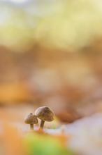 2 kleine Wächter im Herbstwald
