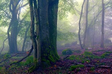 ... erste Herbstnebel