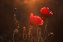Roter Mohn