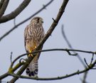 Falke bewacht das Nest-2