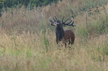 Hirschbrunft