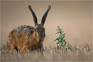 Das letzte Grün