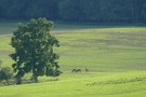 Feld mit Rotwild