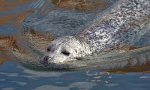 weiblicher Seehund im großen Meeresbecken des Meeresaquariums in Kerteminde