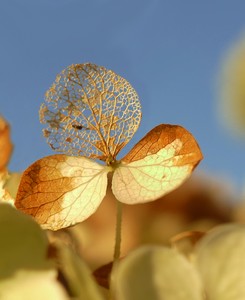 der Sommer ...
