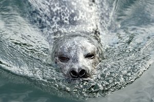 Ich mach hier die Welle