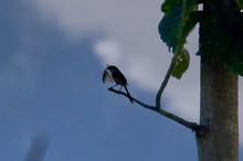 Silhouette
