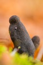 Vielgestaltige Holzkeule (Xylaria polymorpha)