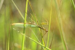 Mantis im Gräserwald
