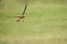 Turmfalke