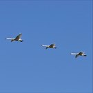 Formationsflug