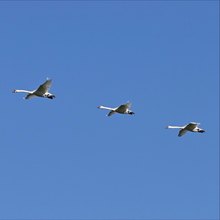 Formationsflug