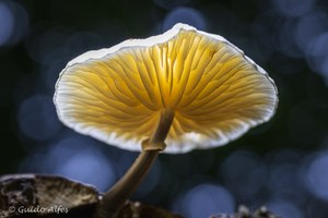 Frische Ware