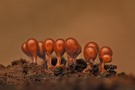 Myxogastria