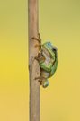 Ein Laubfrosch ...