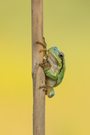 Ein Laubfrosch ...