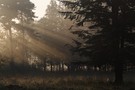 Morgensonne im Elmpter Schwalmbruch, Kreis Viersen