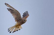Auf der Jagd