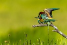 Bienenfresser bei der Paarung