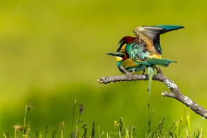 Bienenfresser bei der Paarung