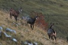 De Gamserl schwarz und braun