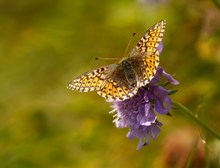 Gebirgs-Perlmutterfalter (Boloria napaea)