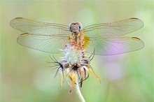 Frühe Heidelibelle