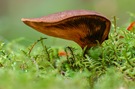 Pilz mit Überhang