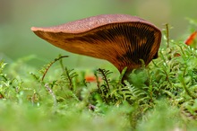 Pilz mit Überhang
